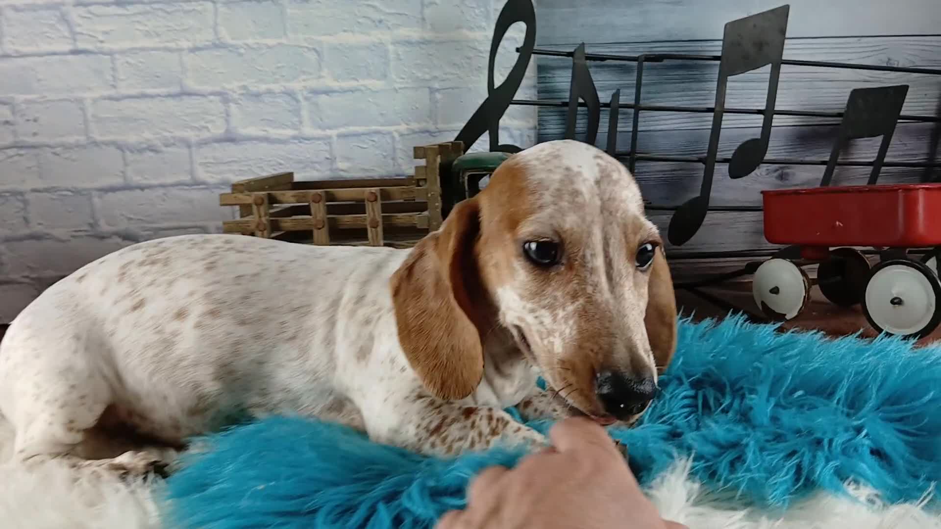 Miniature Dachshund dogs for sale: Sugar pies blue eyed white boy. Hand delivery  - Video 1