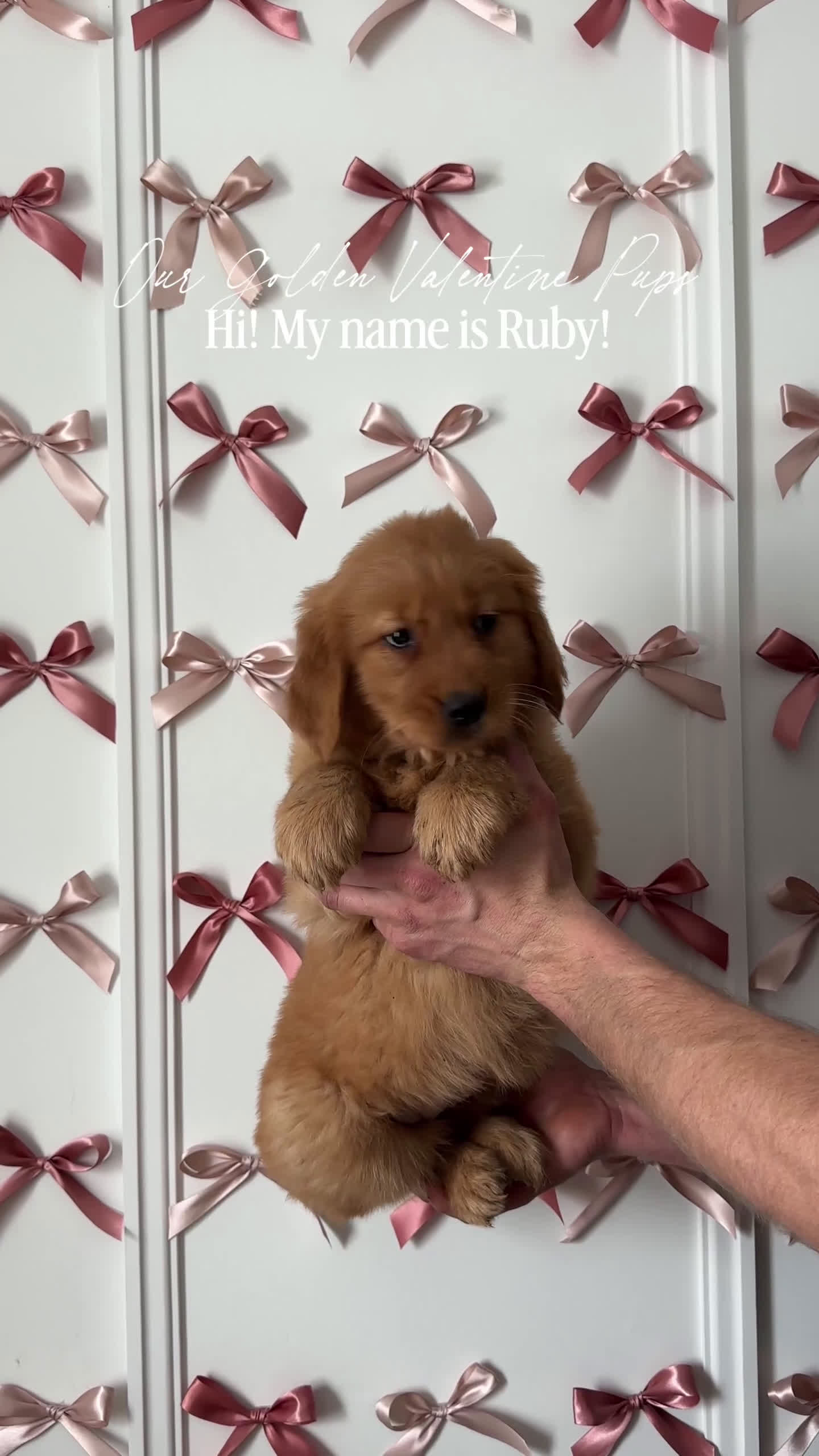 Golden Retriever dogs for sale: Ruby - Video 1