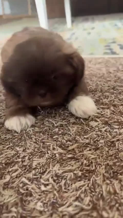 Shih Tzu dogs for sale: Toby - Video 2