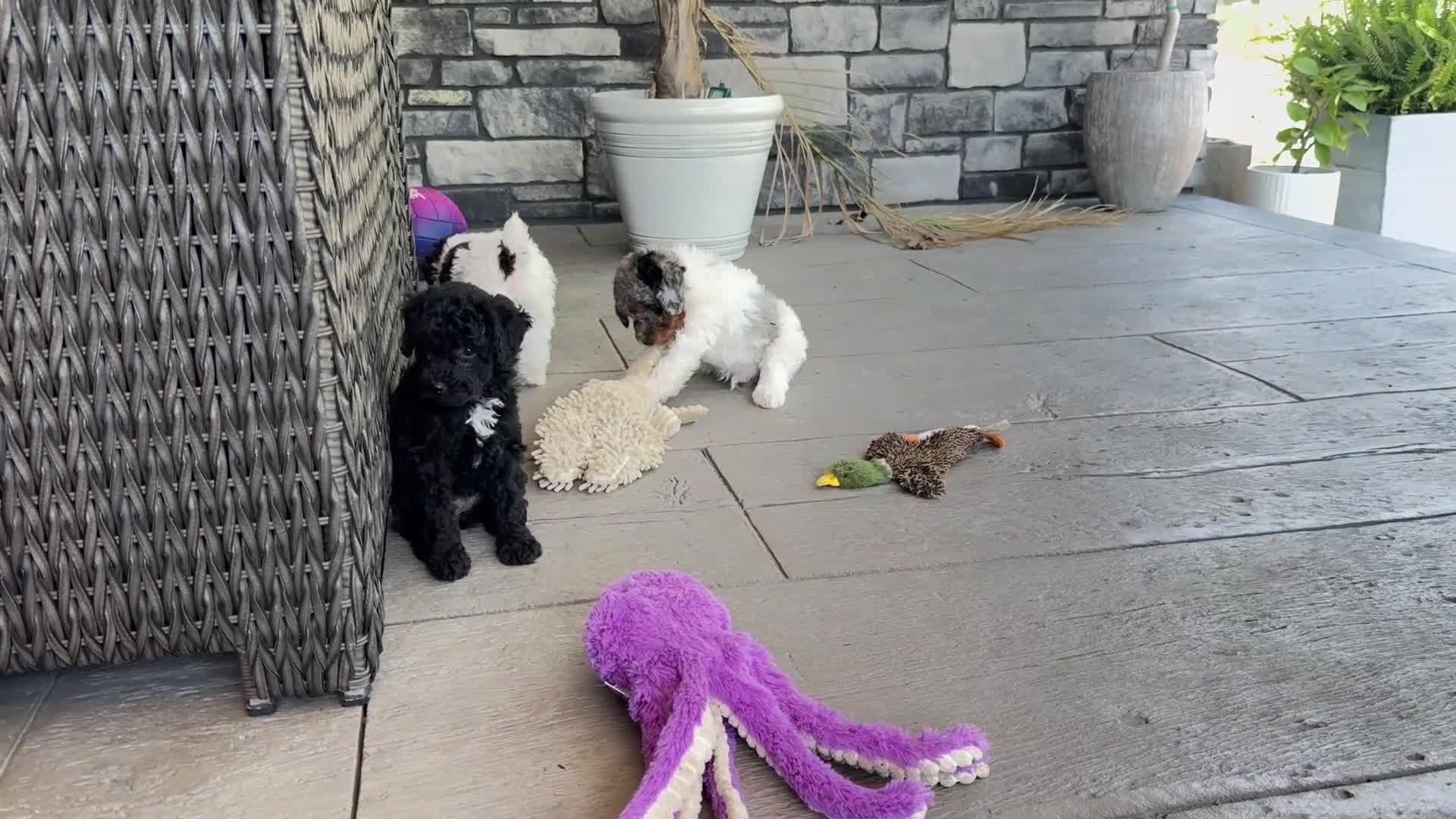 Miniature Poodle dogs for sale: Mo - Video 1