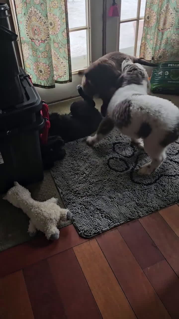 Newfoundland dogs for sale: Newfoundland Puppy 1 - Video 1