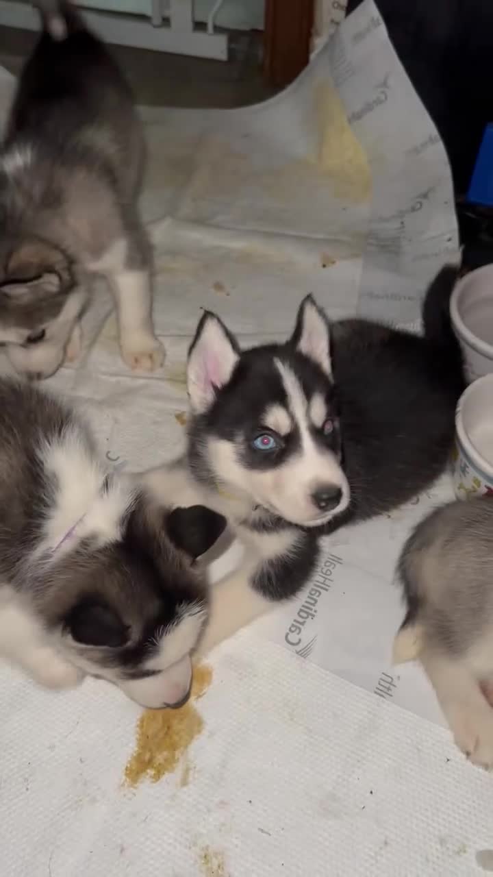 Siberian Husky dogs for sale: Green - Video 1