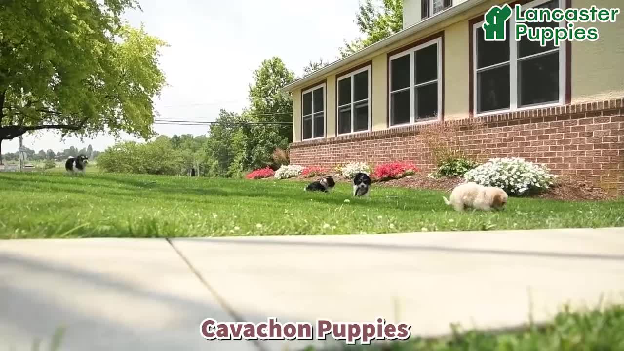 Cavachon dogs for sale: Mia  - Video 1