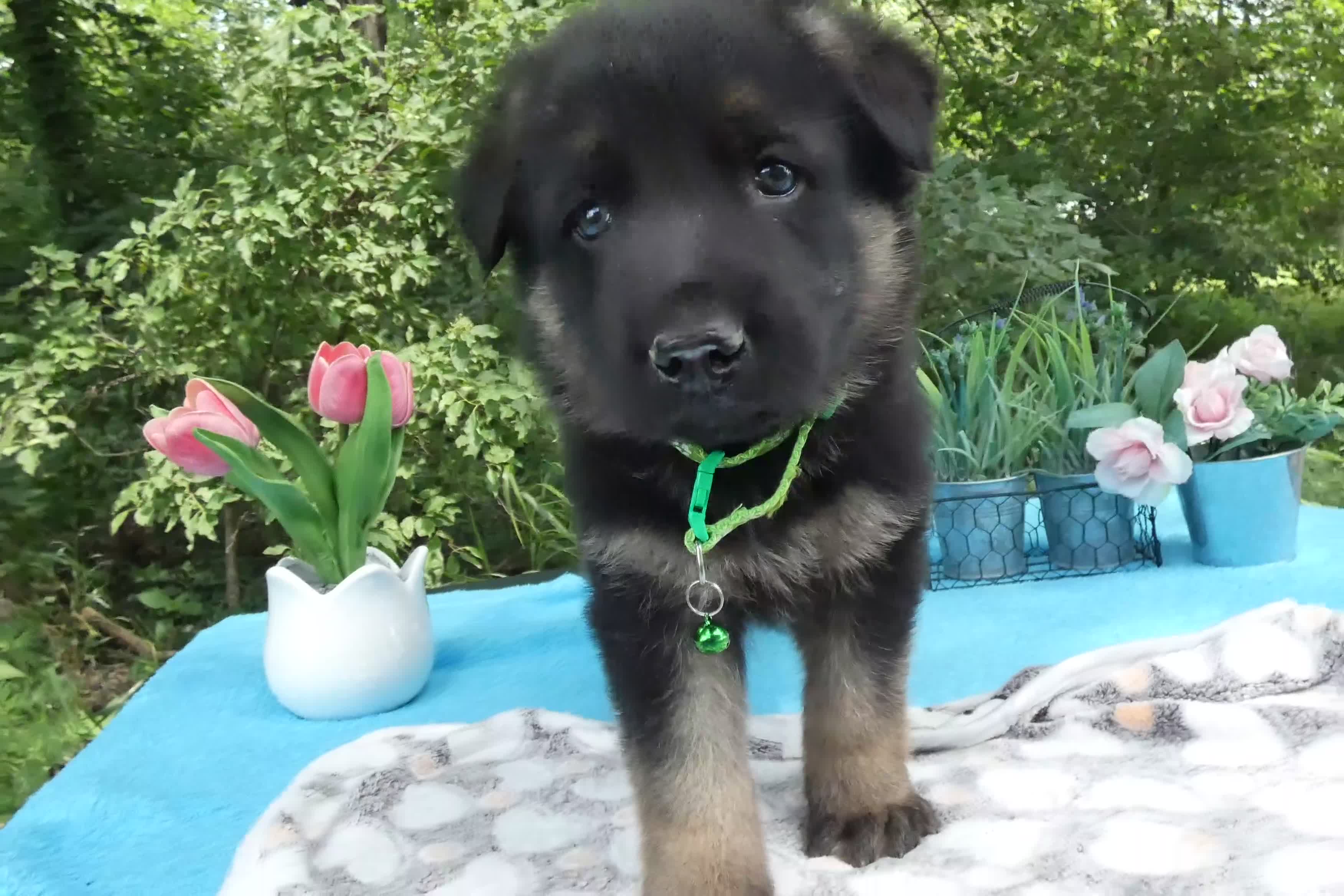German Shepherd dogs for sale: German Shepherd 1 Buster - Video 1