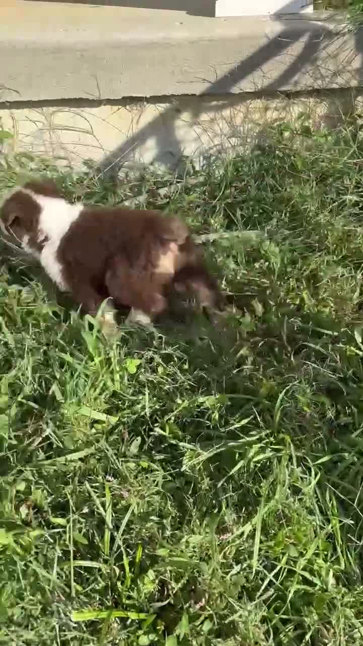 Australian Shepherd dogs for sale: Maple (AKC) - Video 1