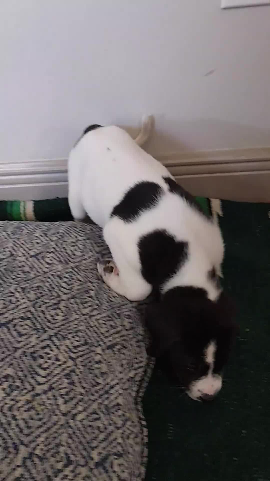 Mixed Breed dogs for sale: Hera - Video 1