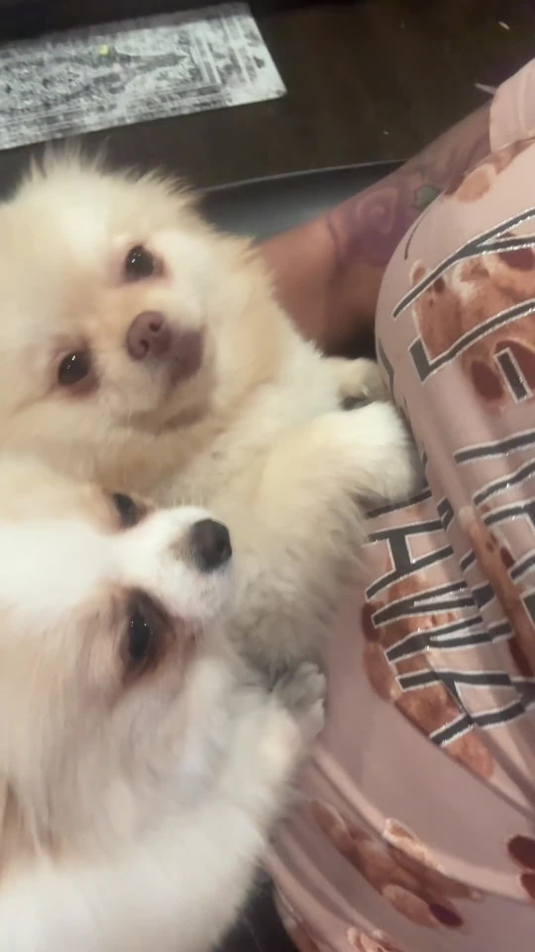 Pomeranian dogs for sale: Pomeranian 2 - Video 3