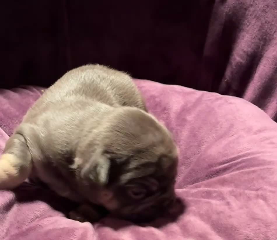 French Bulldog dogs for sale: Michelangelo lilac and tan French bulldog - Video 1