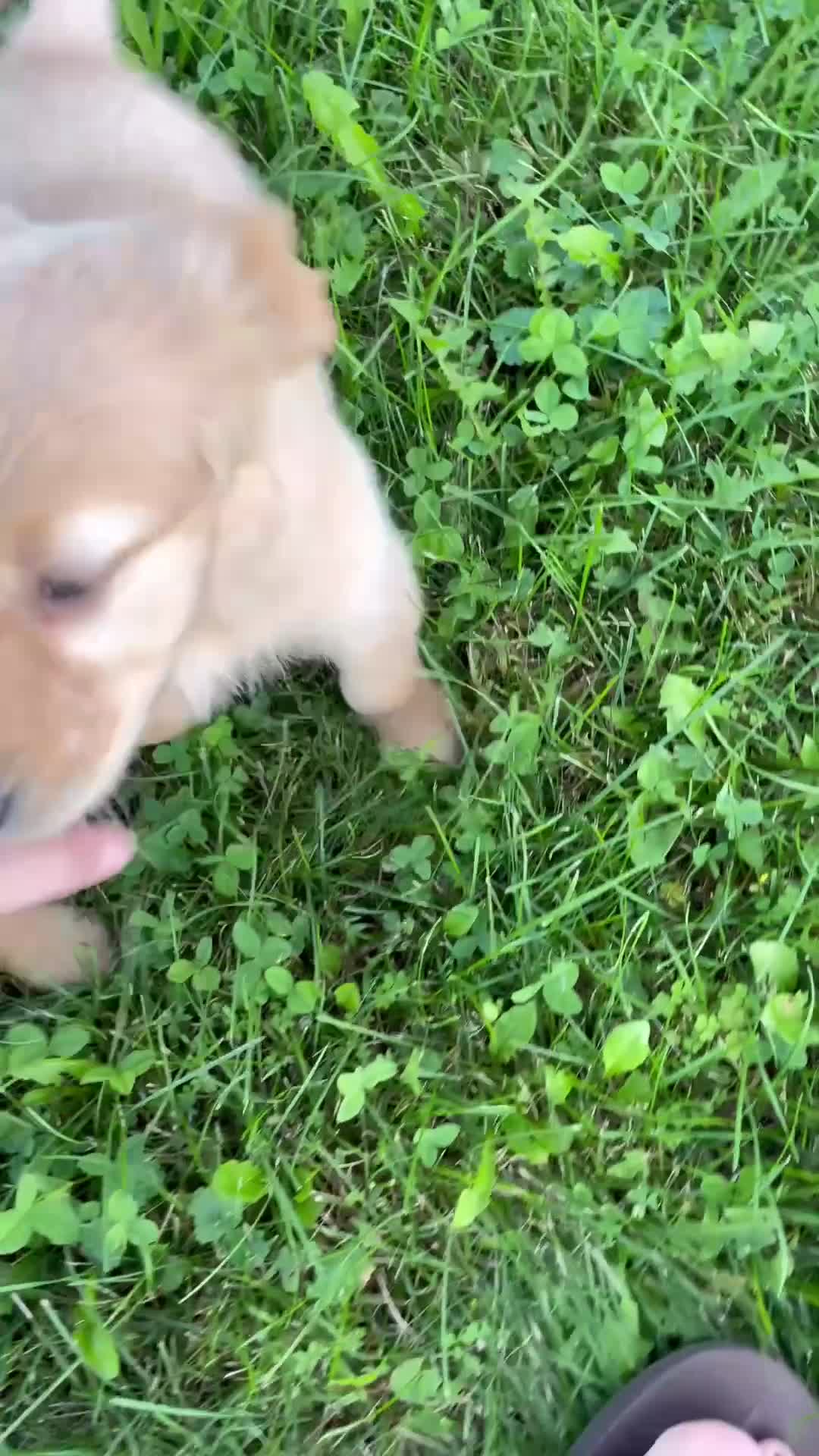 Golden Retriever dogs for sale: Bella  - Video 2