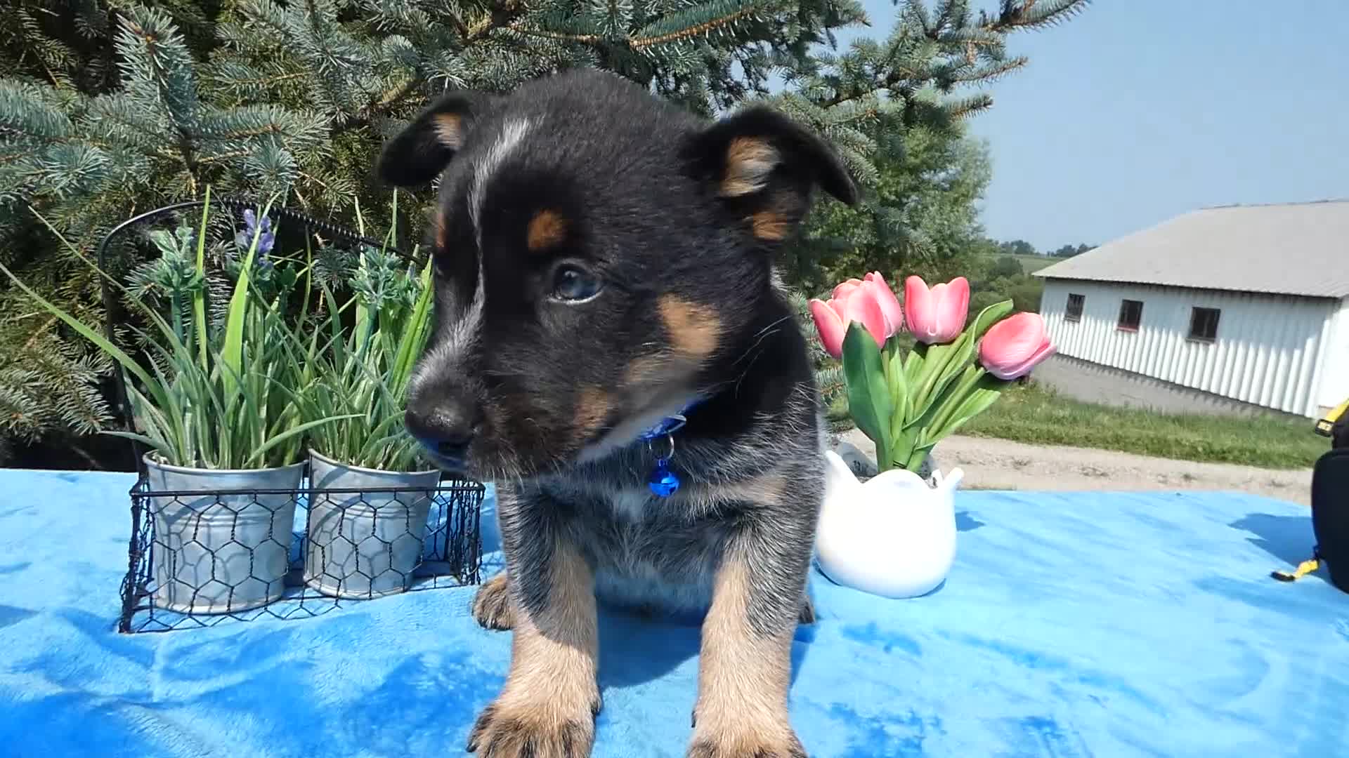 Australian Cattle Dog dogs for sale: Australian Cattle Dog 1 Trigger - Video 1