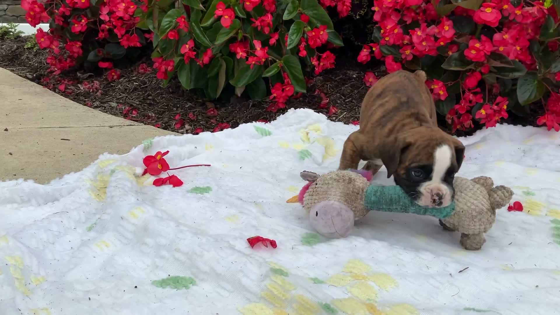 Boxer dogs for sale: Koby - Video 1