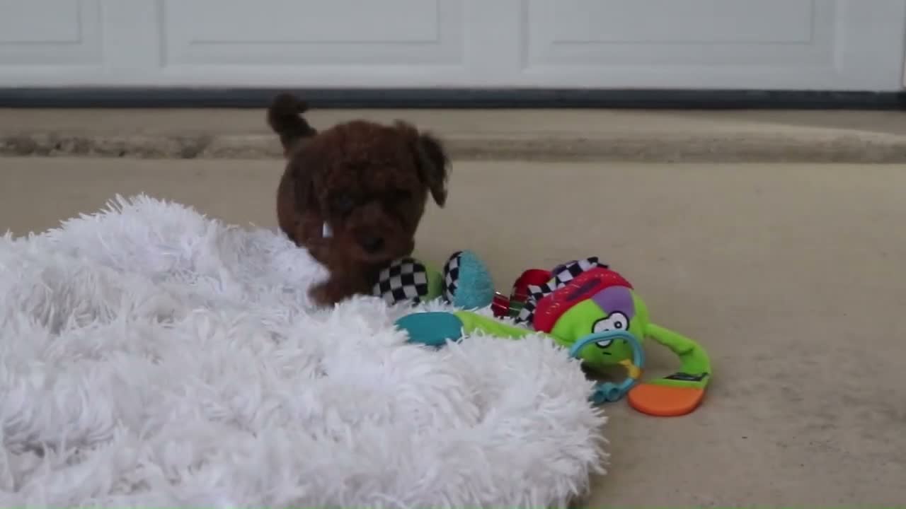 Mini Goldendoodle dogs for sale: River - Video 1