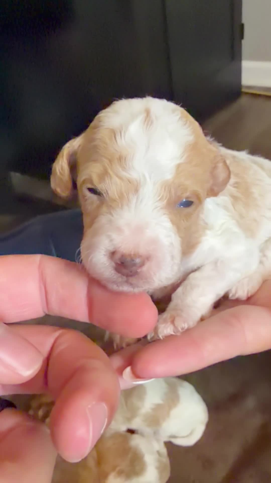 Mini Goldendoodle dogs for sale: Buddy - Video 1