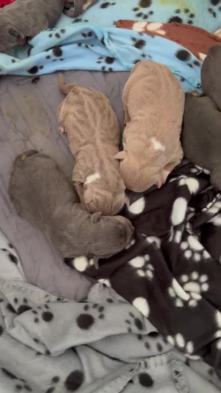 American Bully dogs for sale: Leviathan  - Video 1