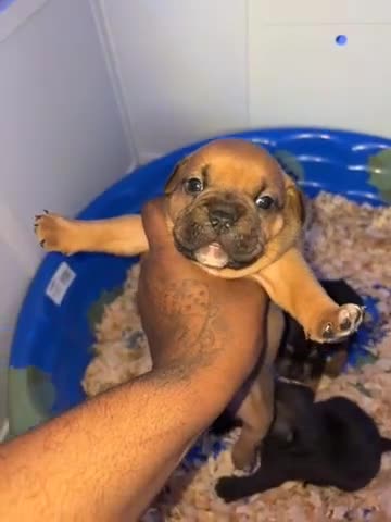 American Bully dogs for sale: American Bully Female - Video 2