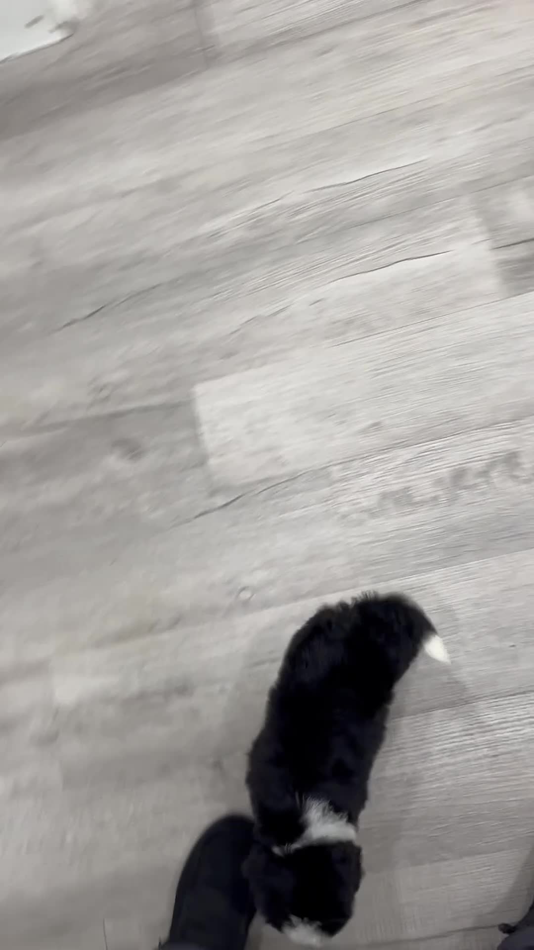 Mini Bernedoodle dogs for sale: Haven - Video 1