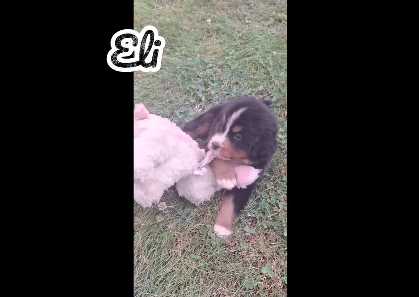 Bernese Mountain Dog dogs for sale: Eli - Video 1