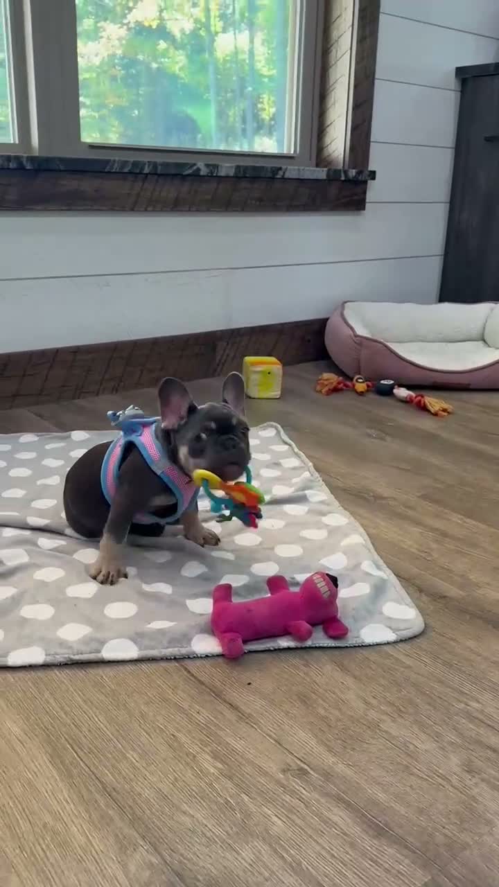 French Bulldog dogs for sale: Maple - Video 1