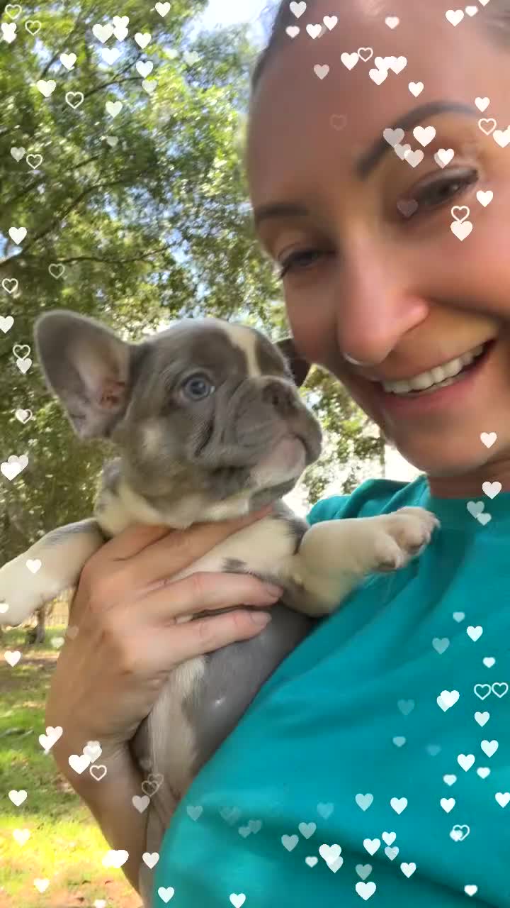 French Bulldog dogs for sale: French Bulldog Puppy 2 - Video 1