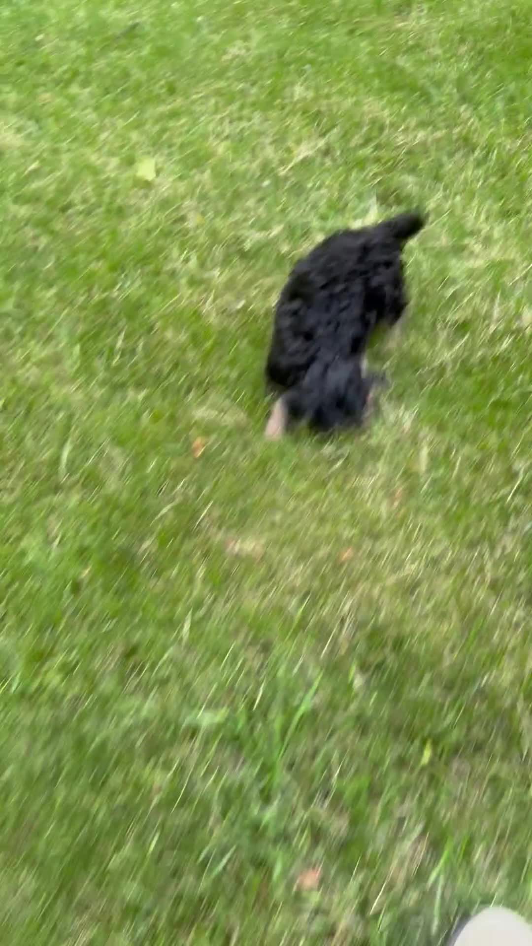 Cavapoo dogs for sale: Ace - Video 1
