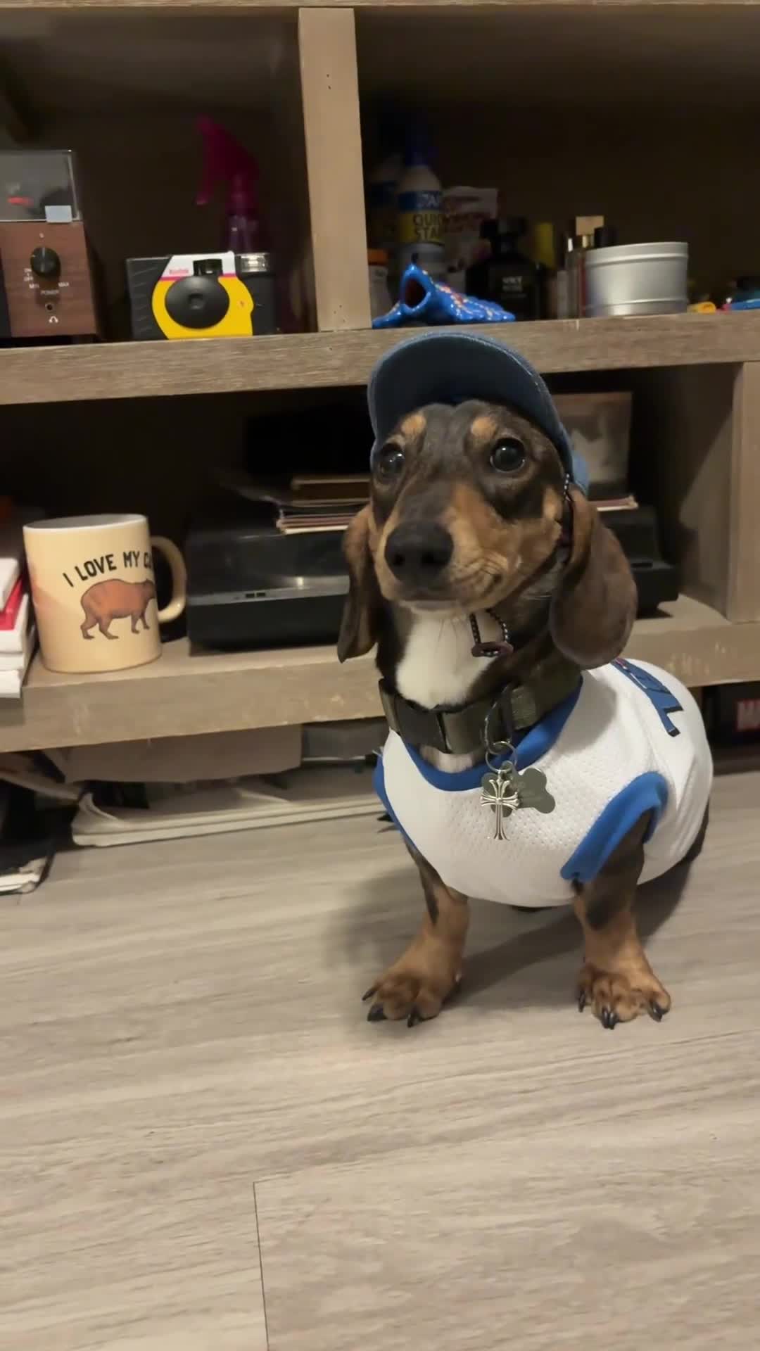 Miniature Dachshund dogs for stud: Oatie litter - Video 1