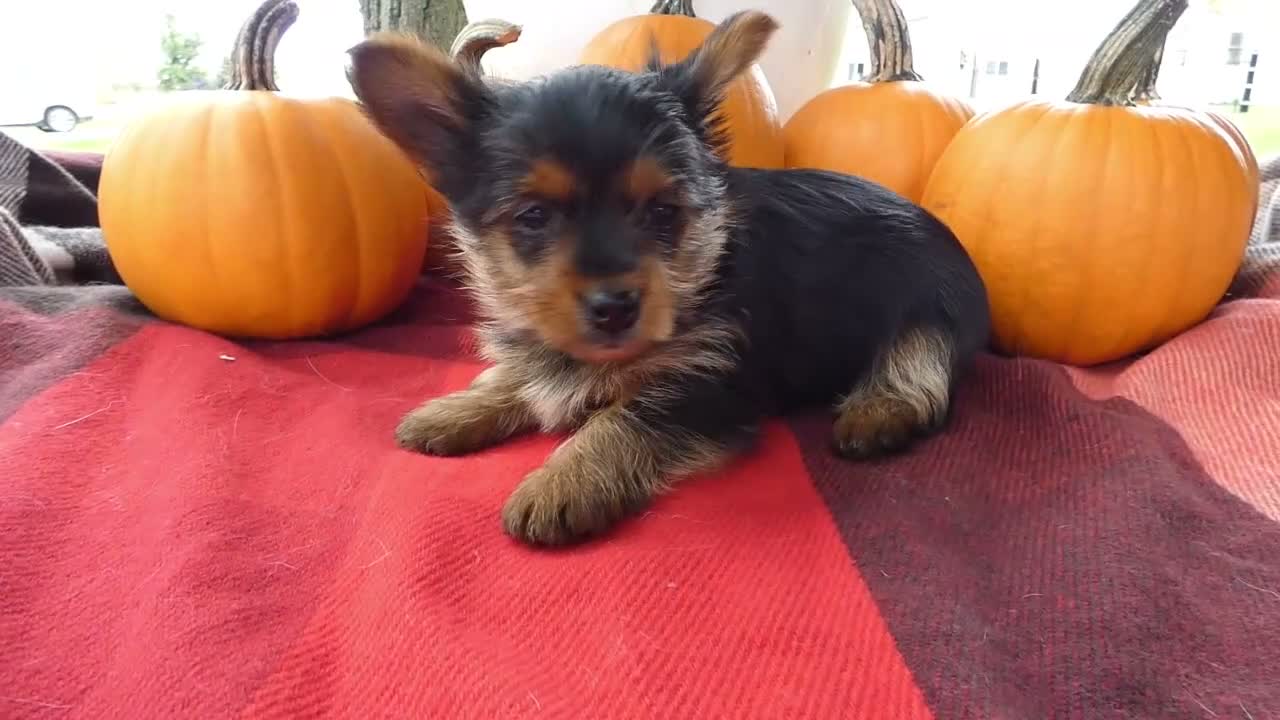 Yorkshire Terrier dogs for sale: Yorkshire Terrier 2 Monroe - Video 1