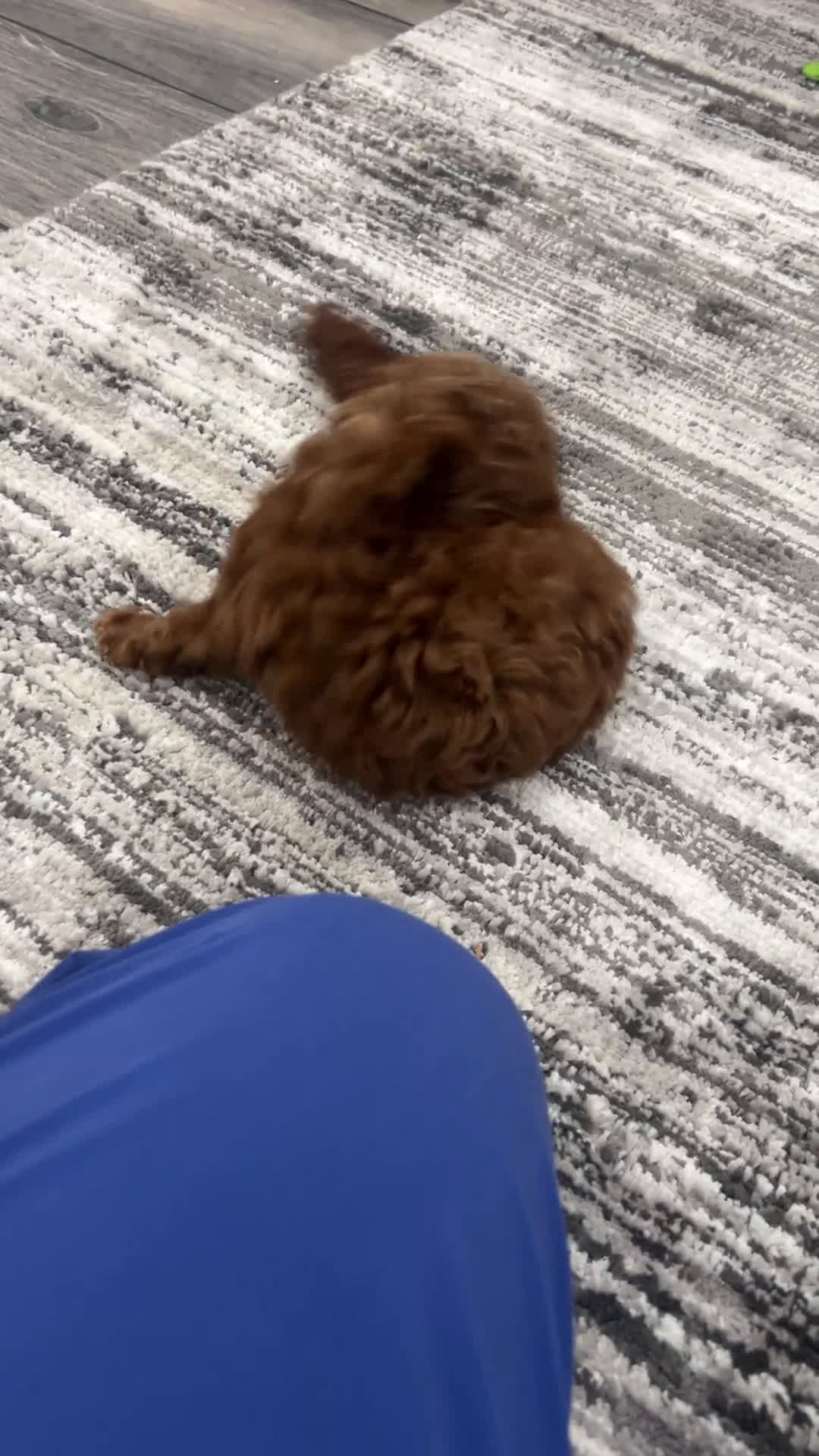 Toy Poodle dogs for sale: Toy Poodle Puppy 3 - Video 1