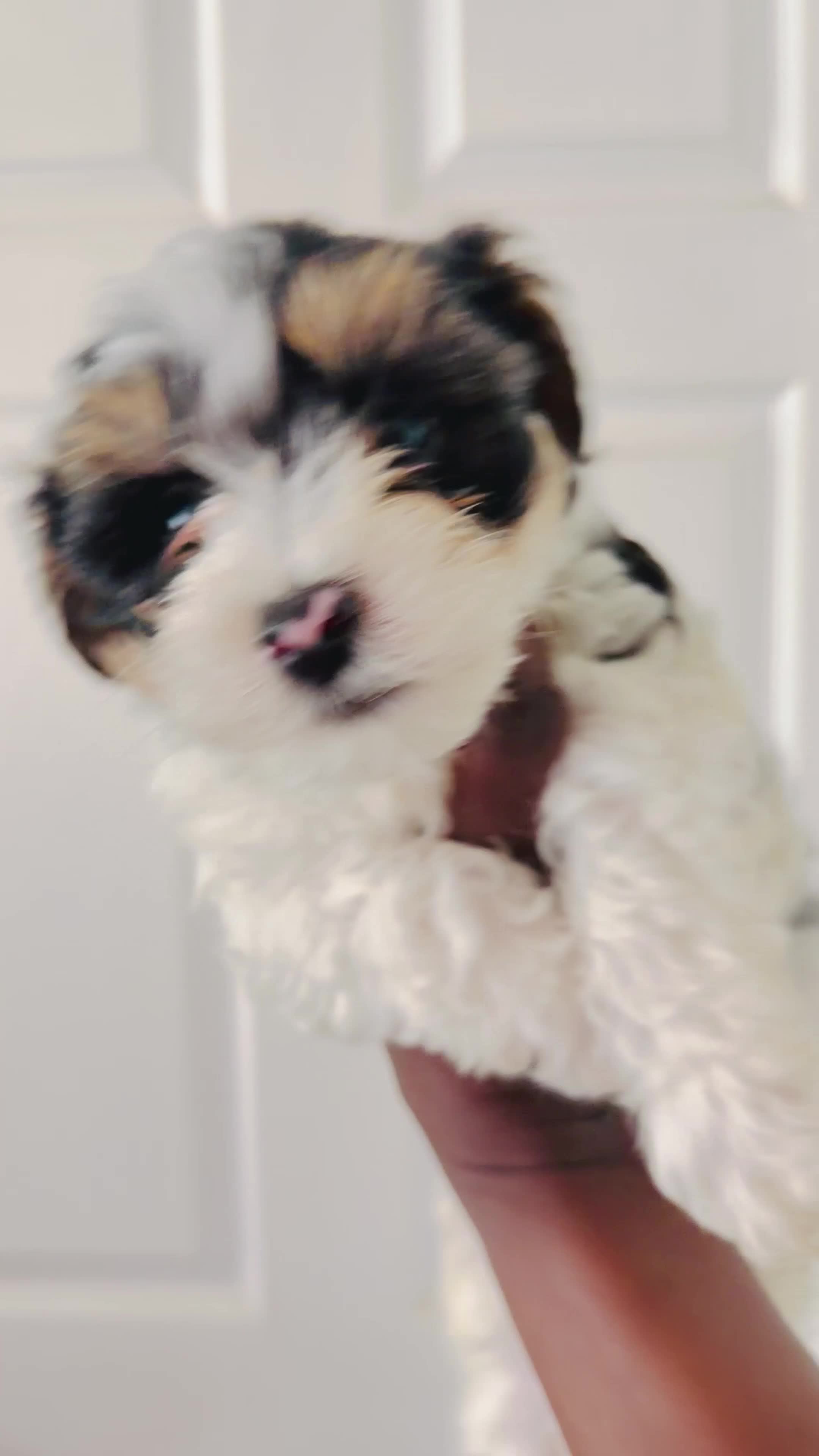 Mixed Breed dogs for sale: Mixed Breed  - Video 2