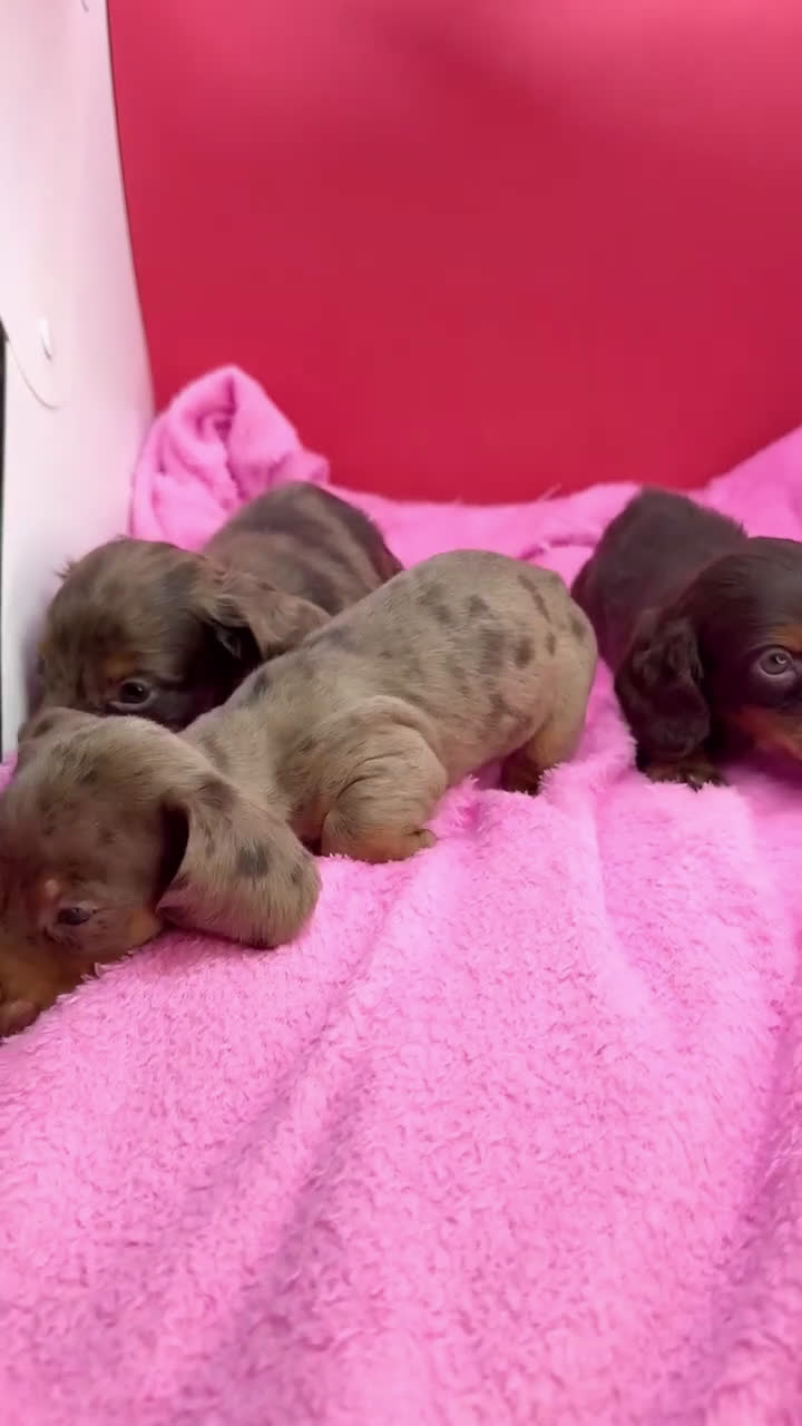 Miniature Dachshund dogs for sale: Russian AKC  - Video 1