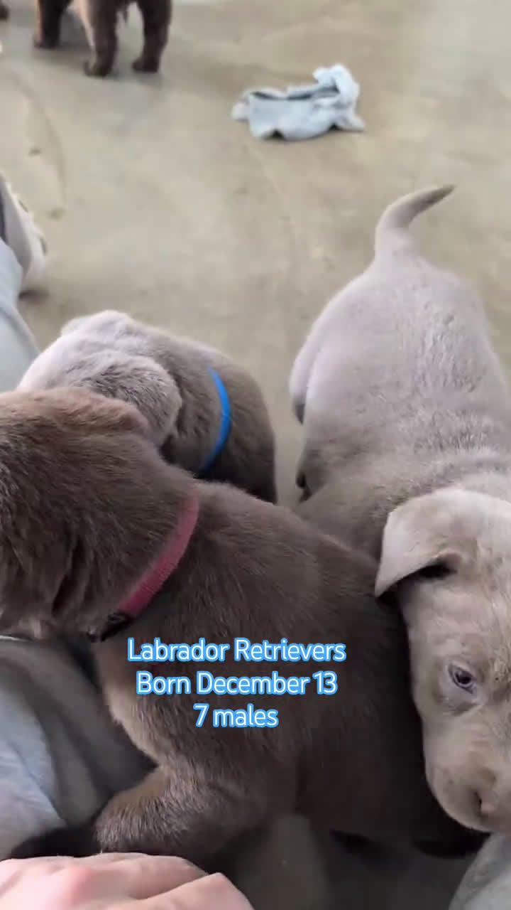 Labrador Retriever dogs for sale: Bentley  - Video 1