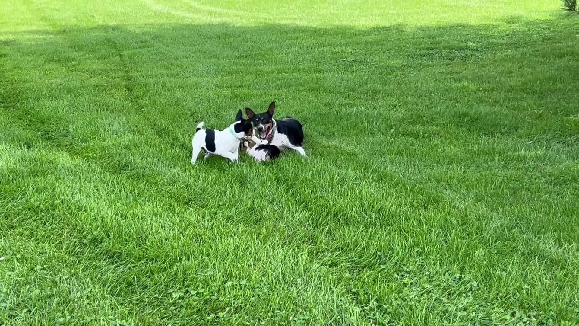 Rat Terrier dogs for sale: Old Dominion terrier George - Video 2
