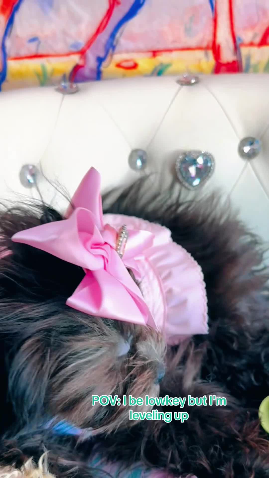 Maltipoo dogs for sale: Orianna  - Video 1