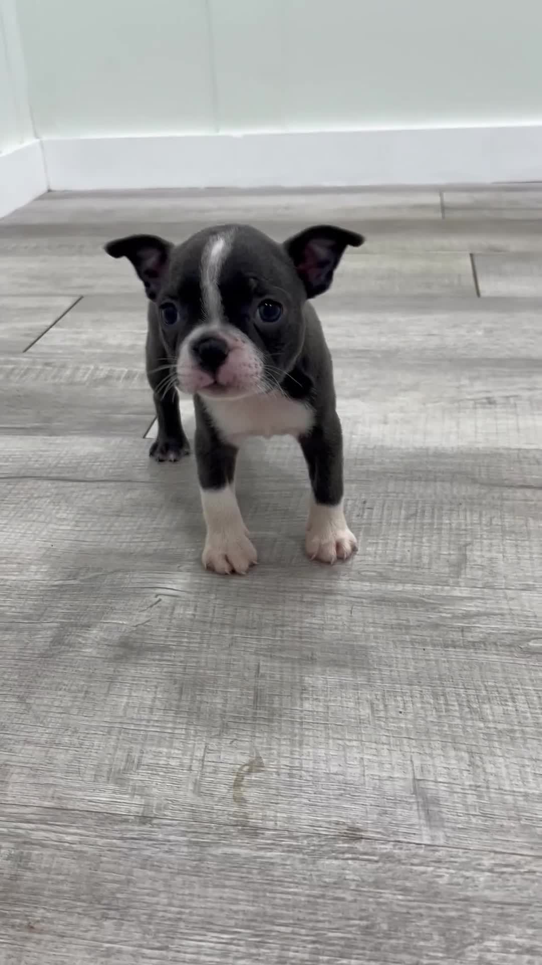 Boston Terrier dogs for sale: Allison - Video 1