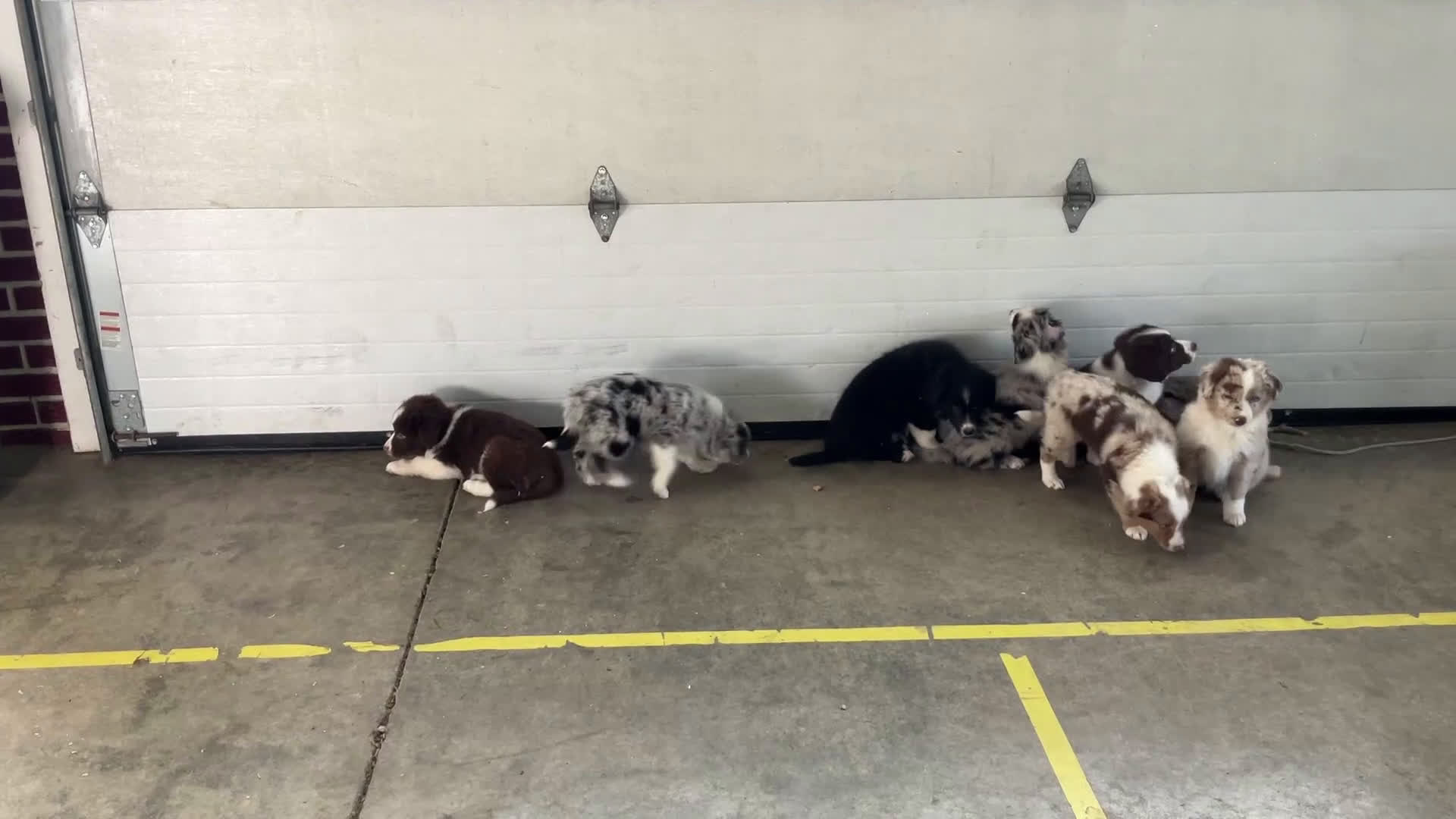 Mixed Breed dogs for sale: Fannie - Video 1