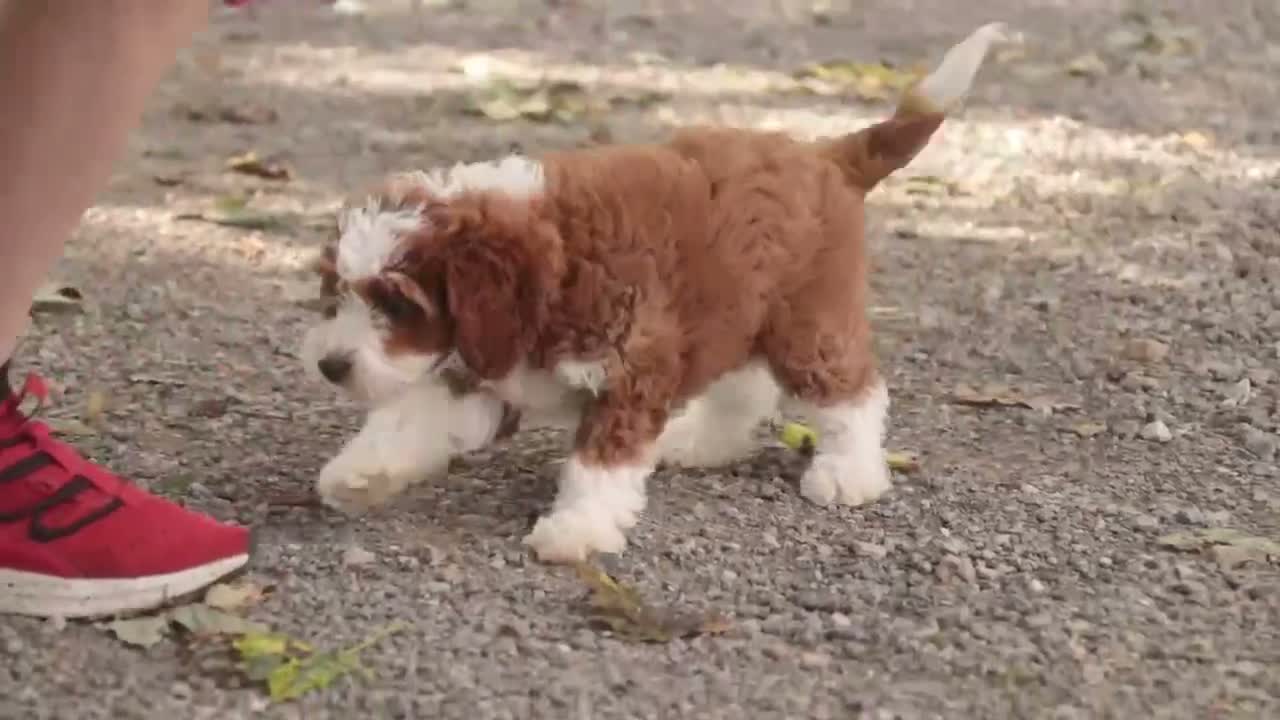 Cavapoo dogs for sale: Bella Cavapoo  - Video 3