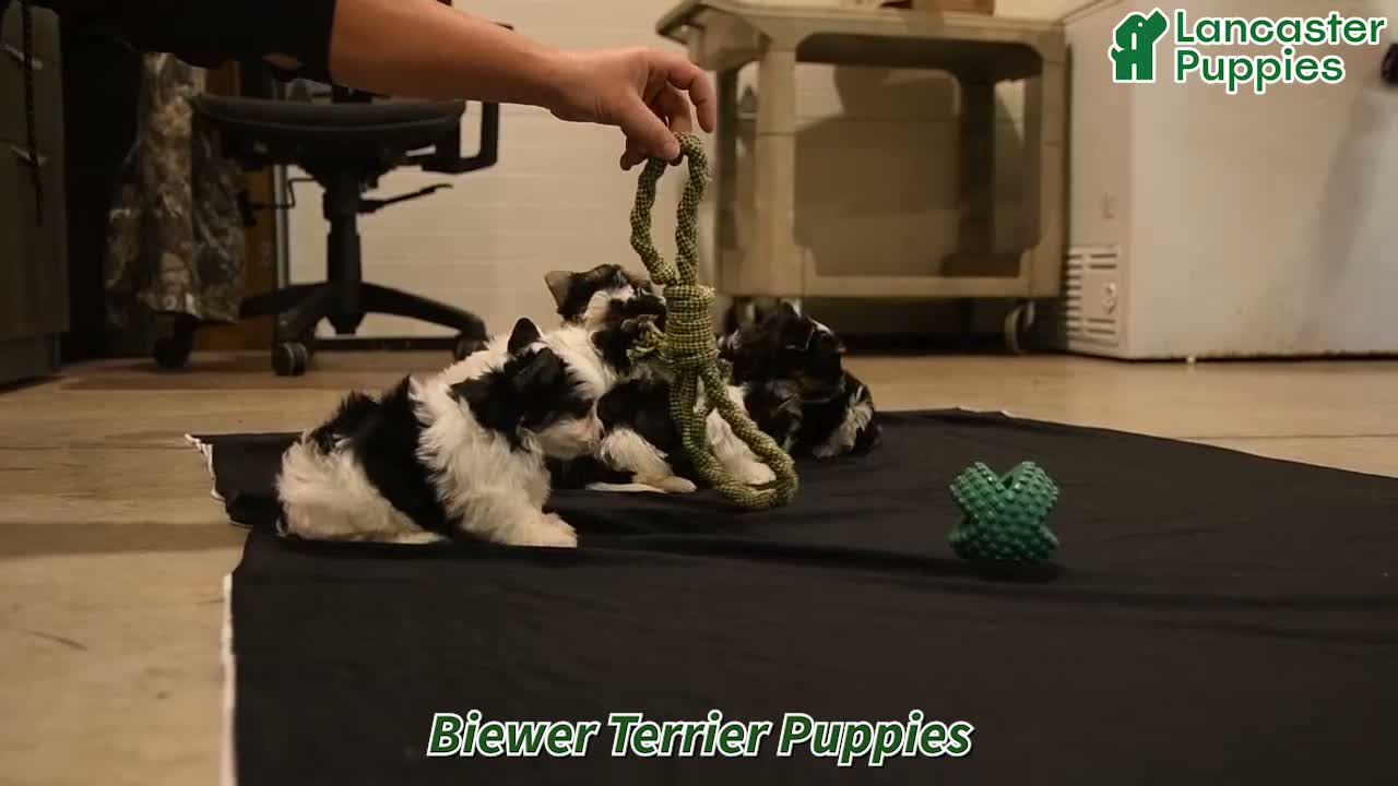 Biewer Terrier dogs for sale: Pixie - Video 1