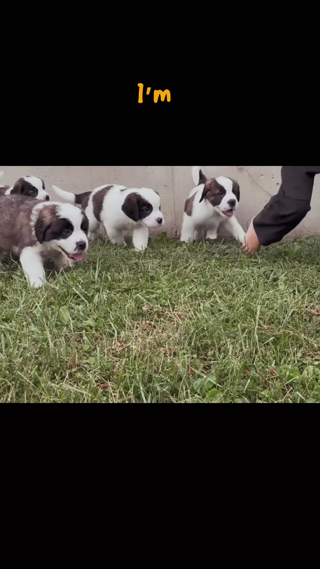 Saint Bernard dogs for sale: Babbles - Video 1