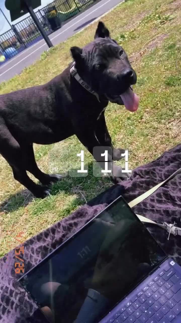Cane Corso dogs for sale: Cane Corso Puppy 1 - Video 2