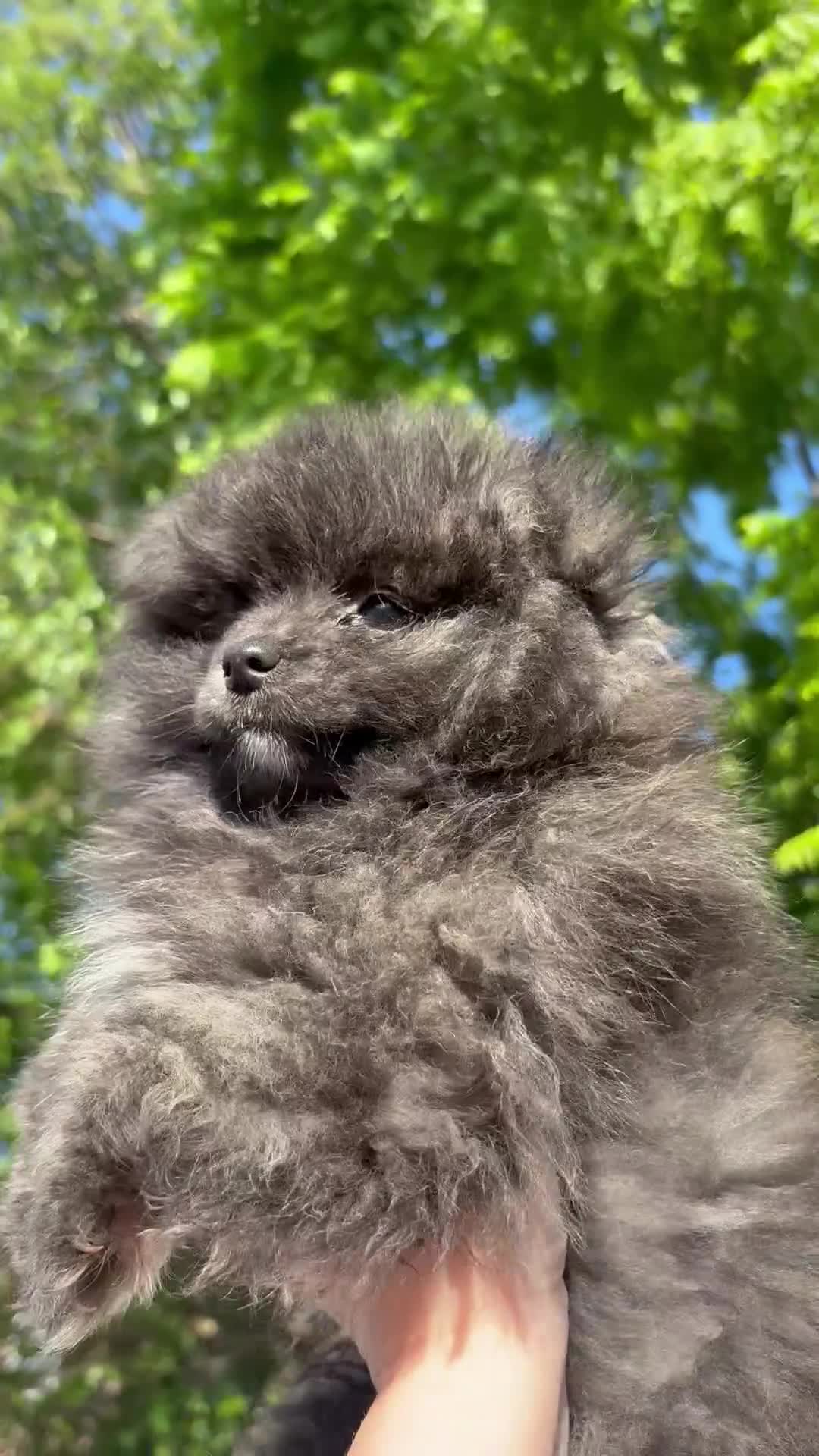 Pomeranian dogs for sale: Panda  - Video 1