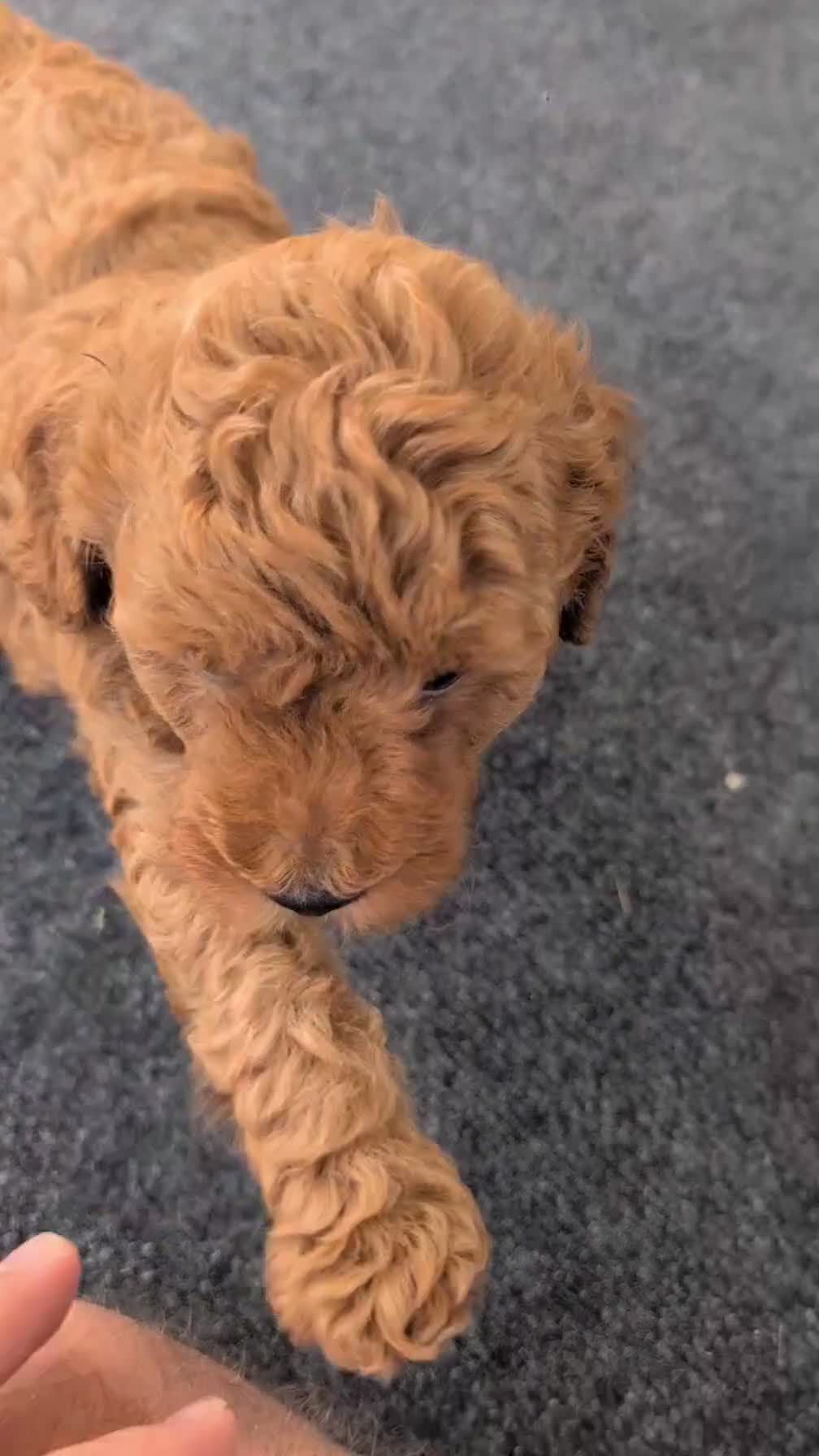 Toy Poodle dogs for sale: Tommy - Video 1