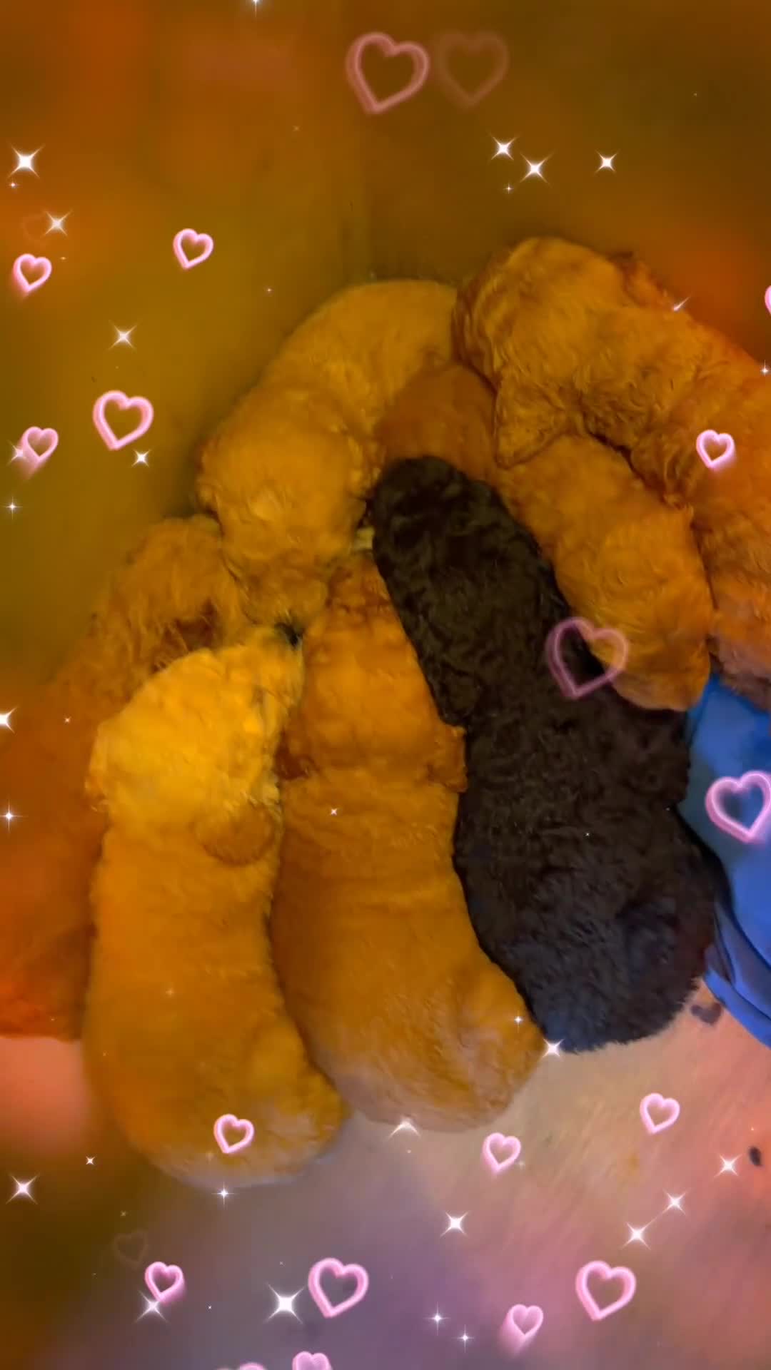 Goldendoodle dogs for sale: Goldendoodle 4 - Video 2