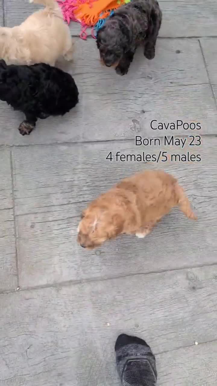 Cavapoo dogs for sale: Mason - Video 2