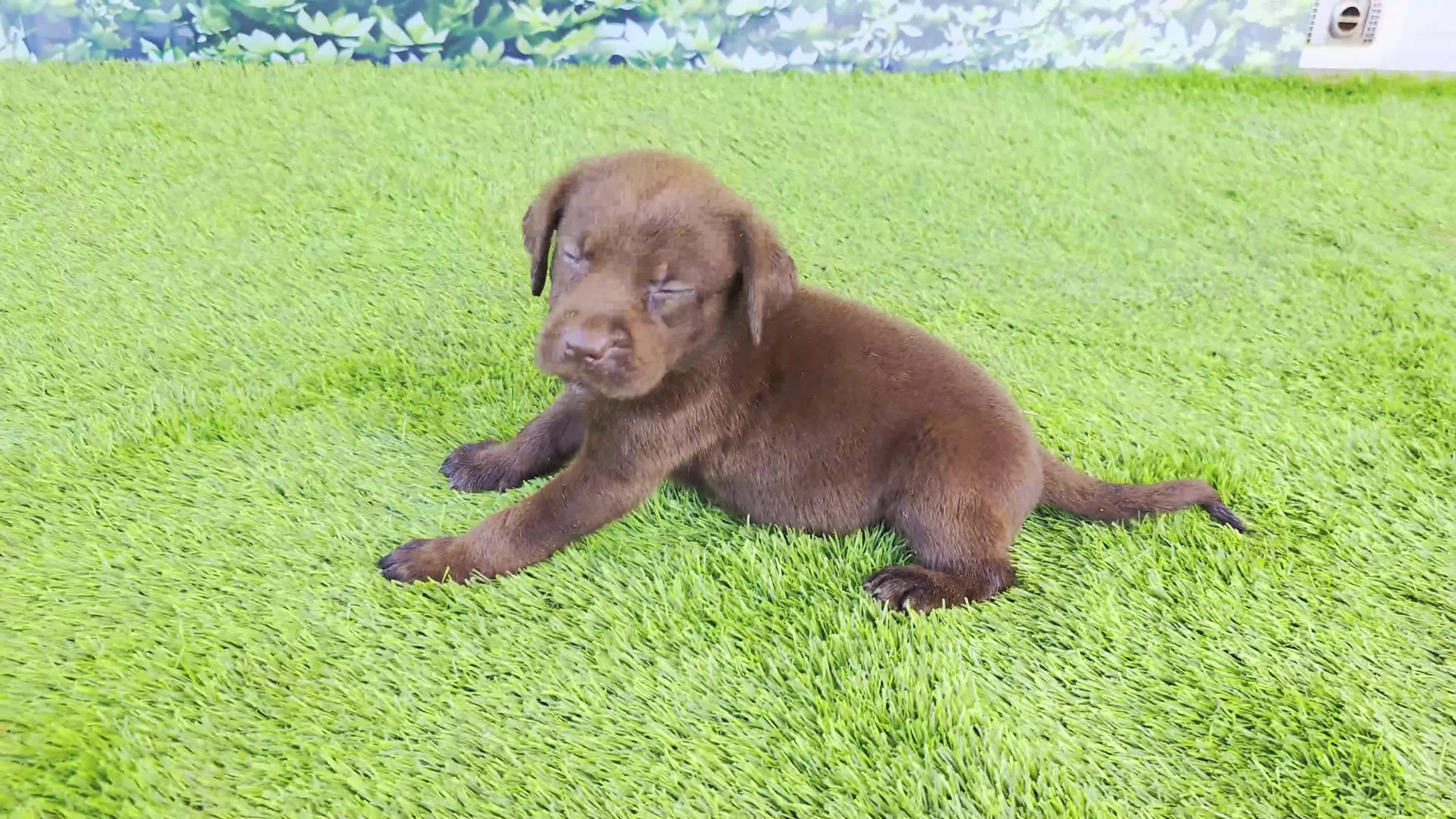 Labrador Retriever dogs for sale: Ruby - Video 1