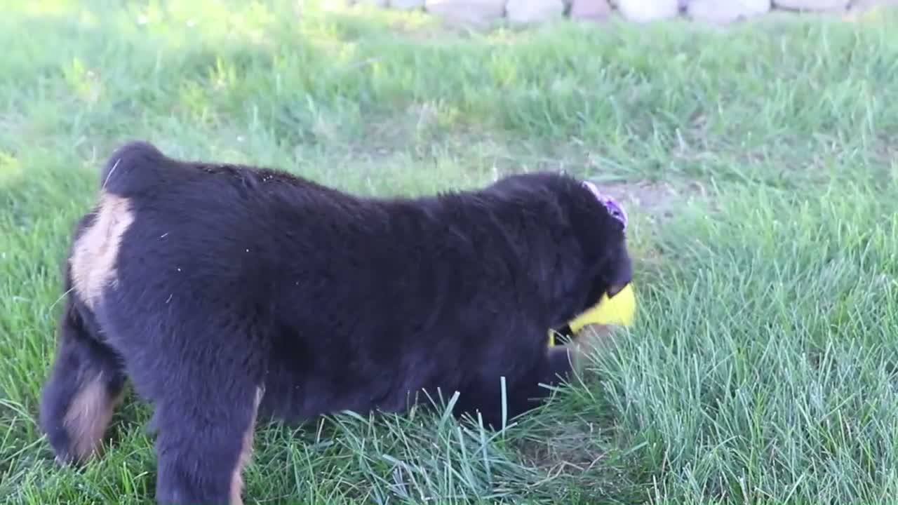 Rottweiler dogs for sale: Mia - Video 1
