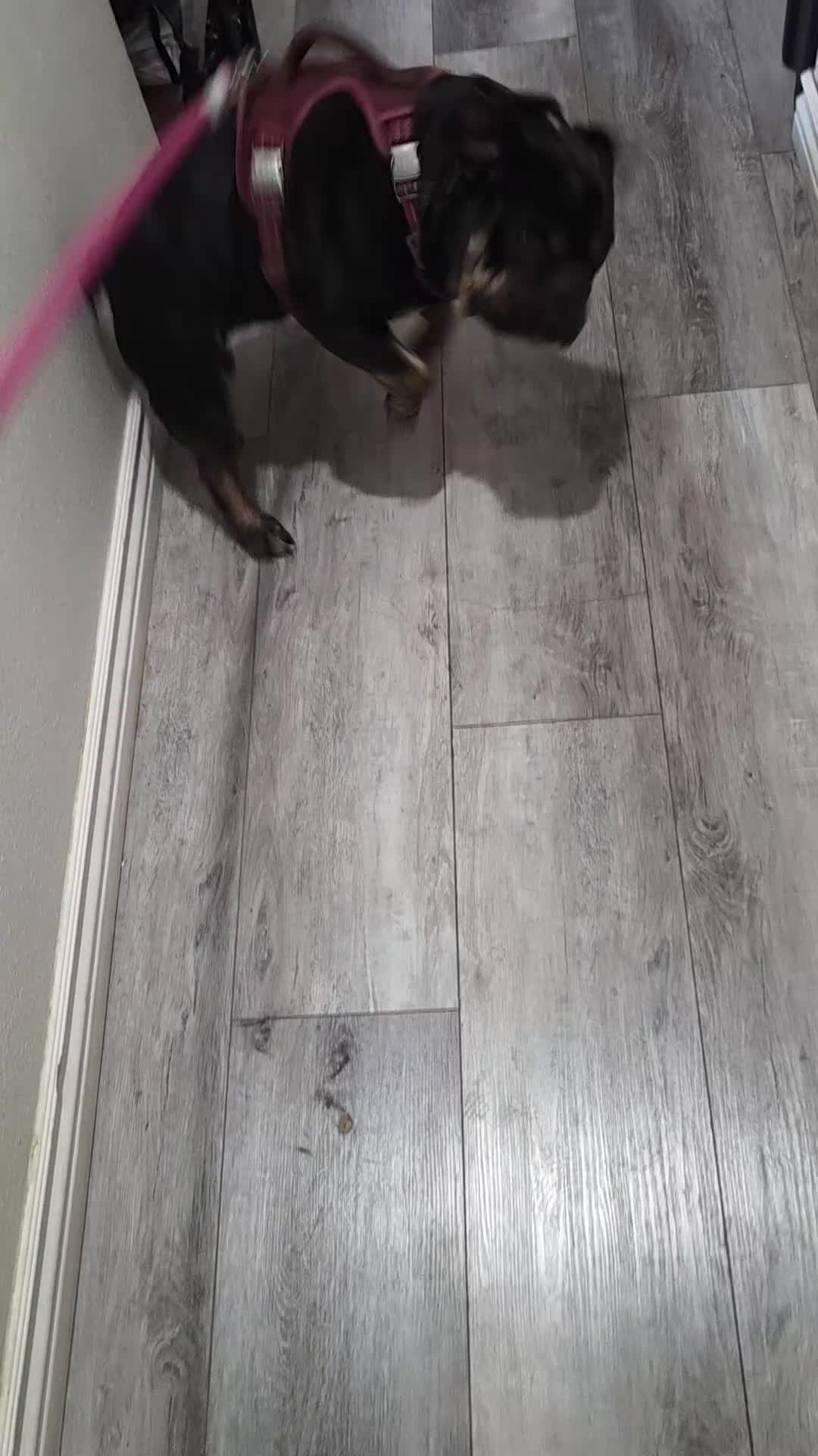 English Bulldog dogs for sale: English Bulldog 11 months totally trained  - Video 2