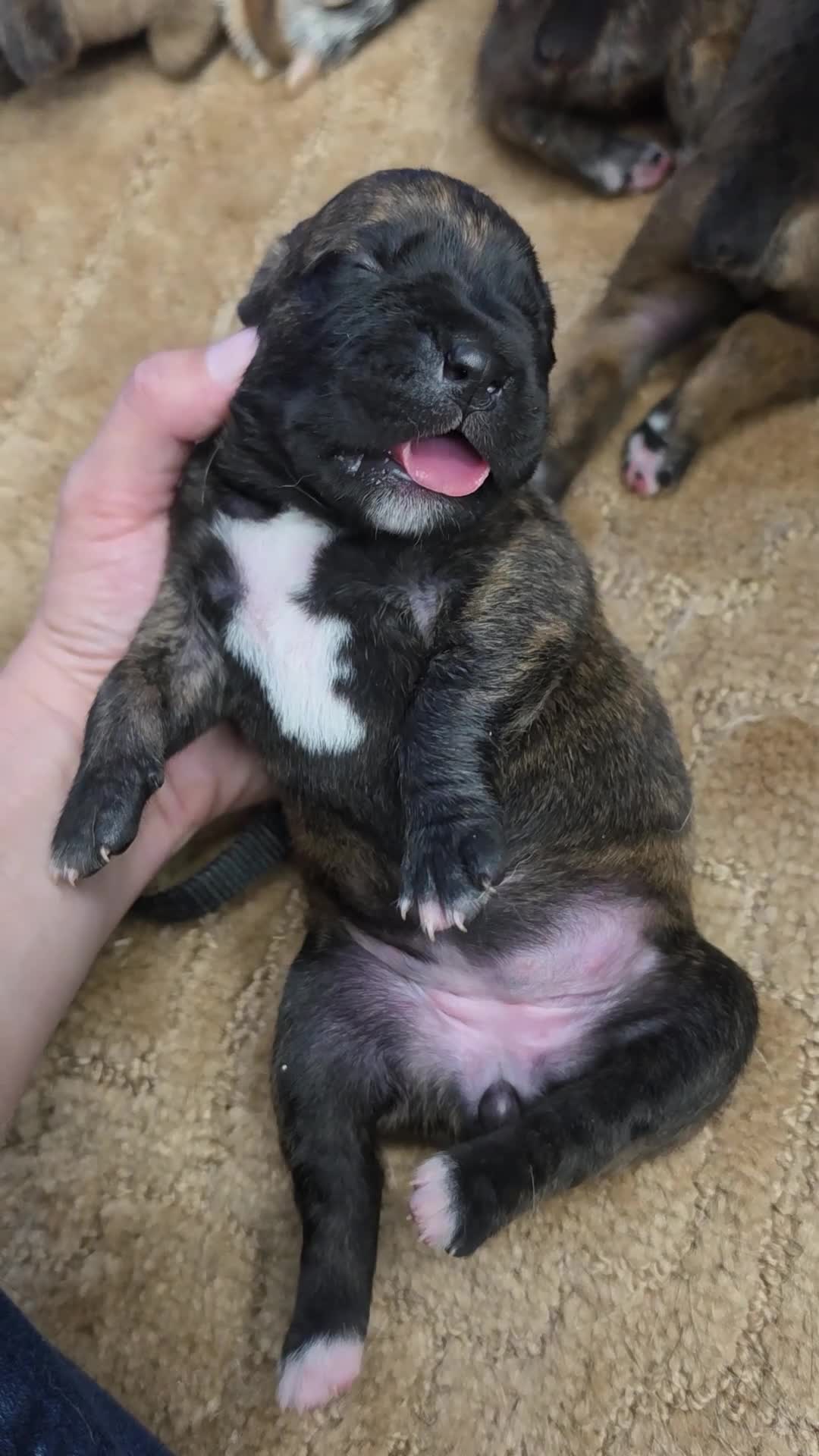 Cane Corso dogs for sale: Cane Corso Puppy 3 - Video 1