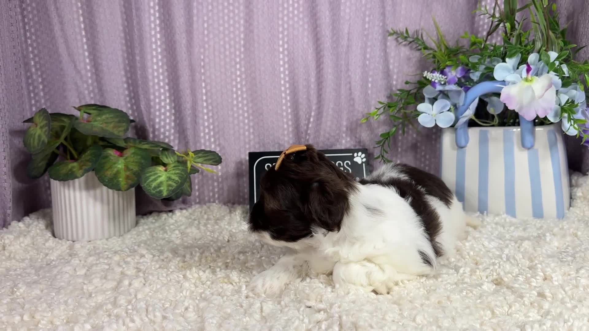 Shihpoo dogs for sale: Shihpoo 2 - Video 1