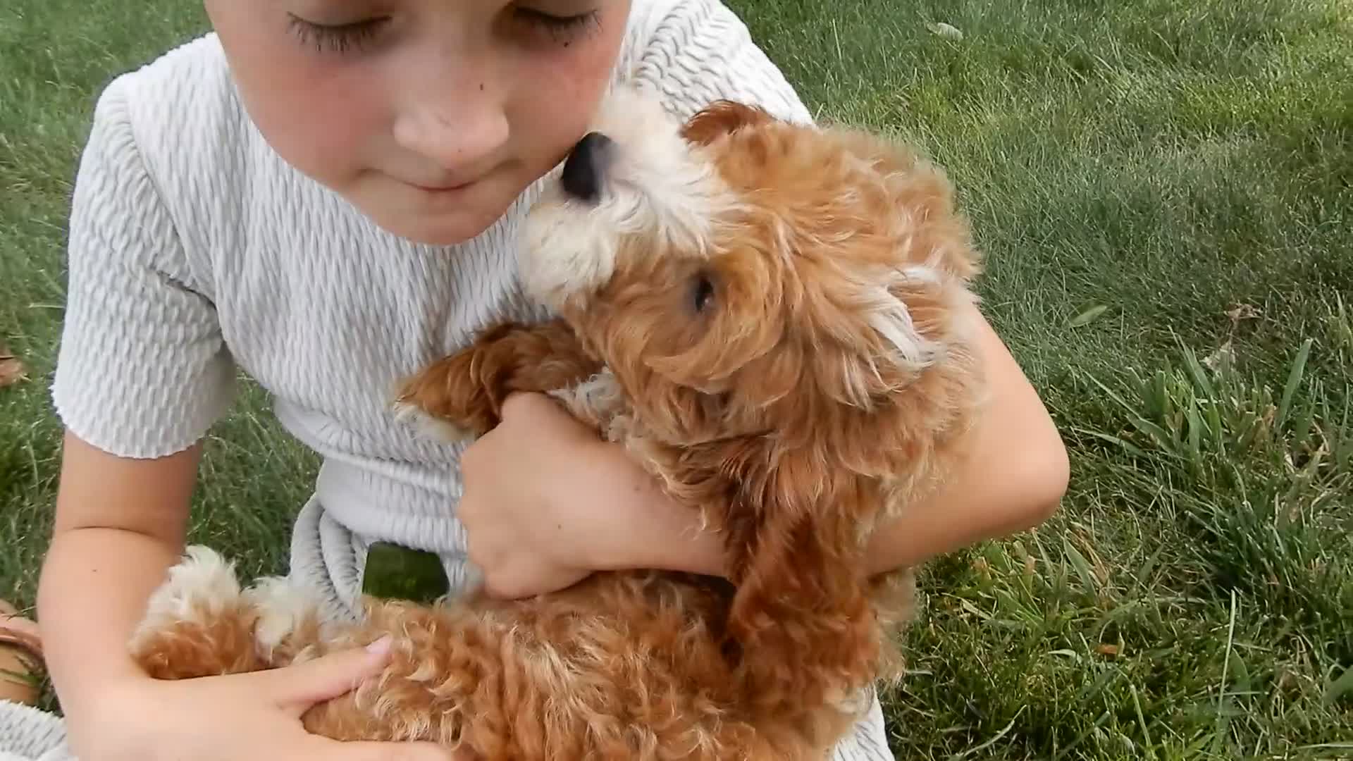 Mini Goldendoodle dogs for sale: Charlie - Video 2