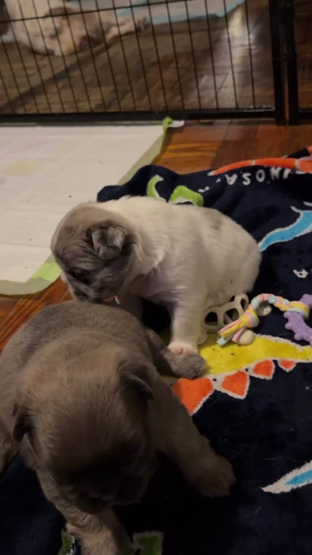 French Bulldog dogs for sale: Lola - Video 1