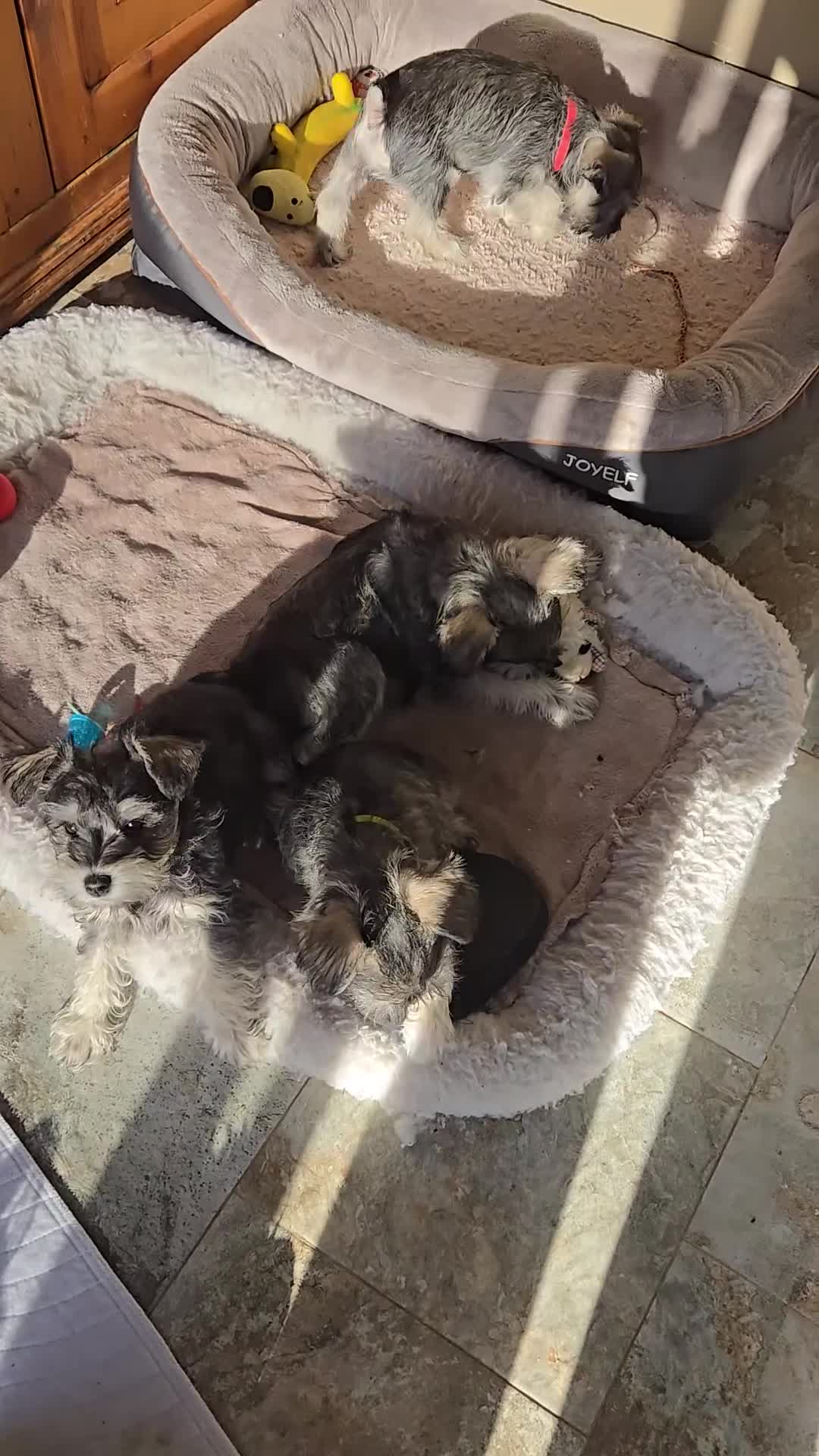 Miniature Schnauzer dogs for sale: Miniature Schnauzer Puppy 1 - Video 1